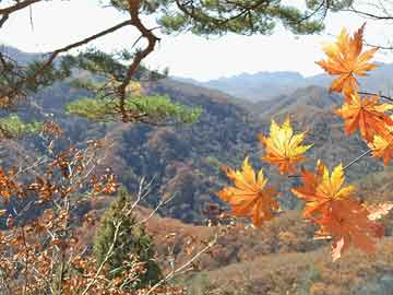 山西代县铁粉价格动态与市场分析